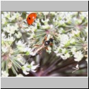 Coeloides rossicus - Brackwespe 01b 11mm - OS-Hellern Wiese det06.jpg